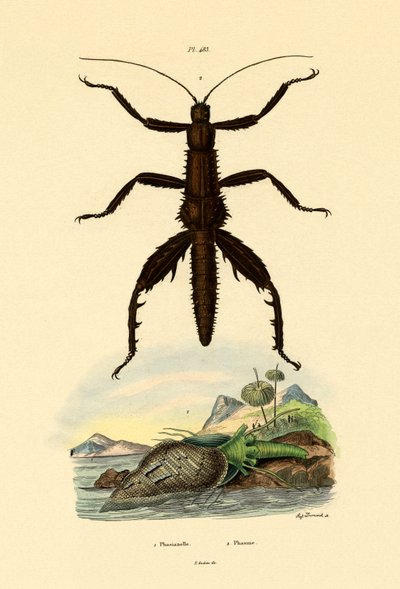 Concha faisán, 1833-39 de French School